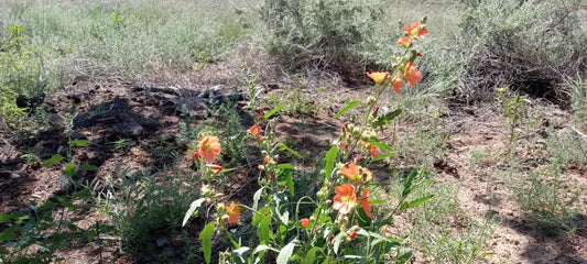 Gardening in High Desert Regions