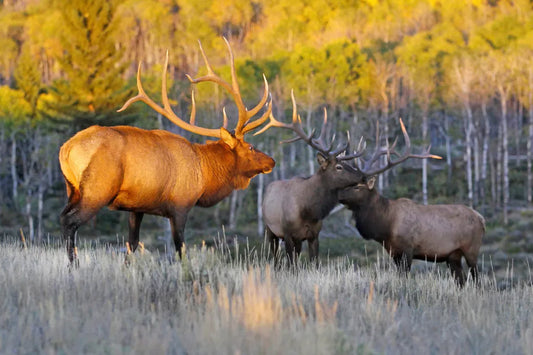 Elk in a forest: How to find Elk Tags in Southern Colorado