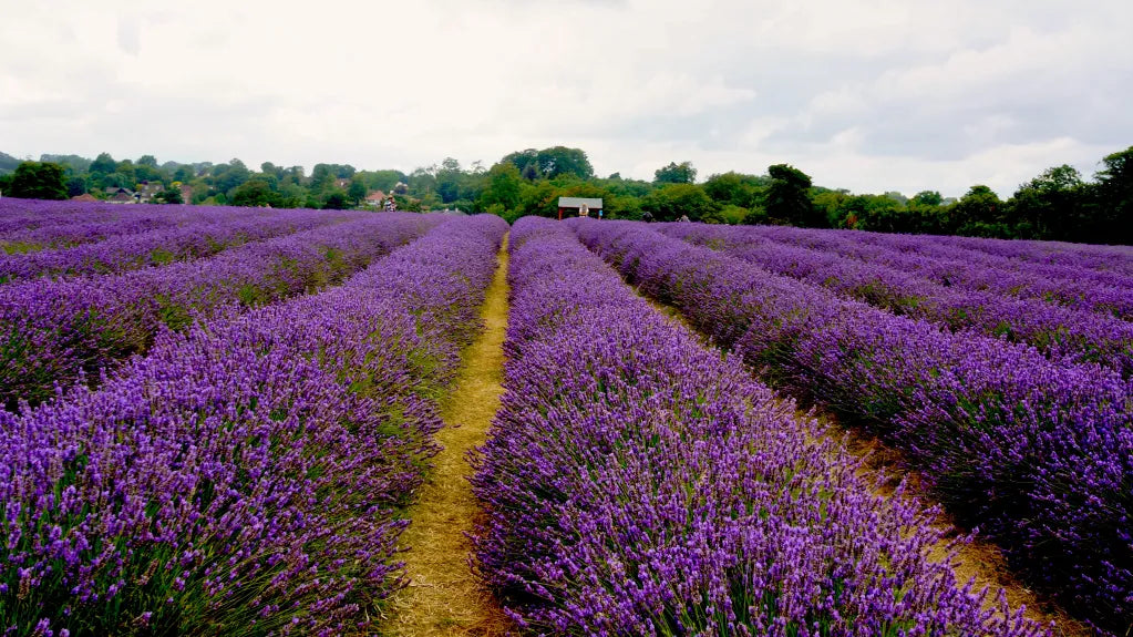 Picture of rows of lavender in a lavender farm